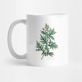 Witch herbs. Mugwort Mug